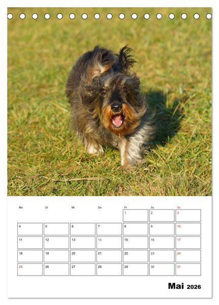 Produktbild: Liebenswerte Zwergrauhaardackel (Tischkalender 2026 DIN A5 hoch), CALVENDO Monatskalender