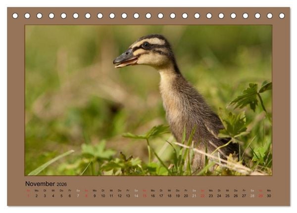 Produktbild: Laufenten immer was zu Schnattern (Tischkalender 2026 DIN A5 quer), CALVENDO Monatskalender