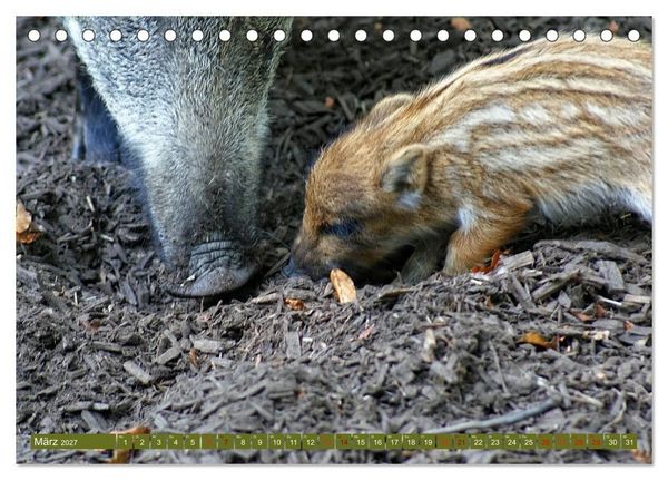 Produktbild: Wildschweins Kinderstube - Freche Frischlinge (Tischkalender 2027 DIN A5 quer), CALVENDO Monatskalender