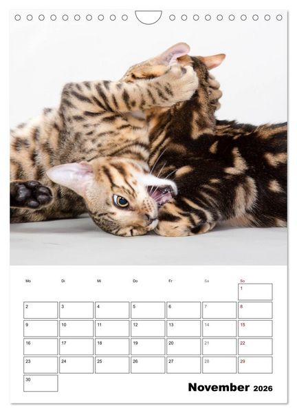 Produktbild: Bengalen - verschmust und abenteuerlustig (Wandkalender 2026 DIN A4 hoch), CALVENDO Monatskalender