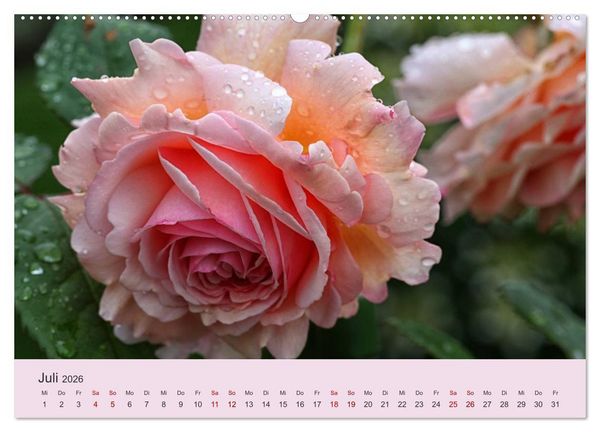 Produktbild: Rosen Reigen im Garten (Wandkalender 2026 DIN A2 quer), CALVENDO Monatskalender