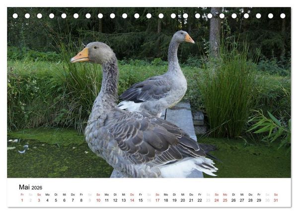 Produktbild: Bauernhoftiere (Tischkalender 2026 DIN A5 quer), CALVENDO Monatskalender