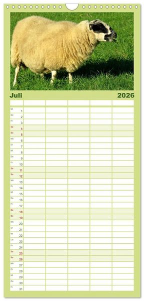 Produktbild: Familienplaner 2026 - Sch&auml;fchen z&auml;hlen - mit Schafen durchs Jahr mit 5 Spalten (Wandkalender, 21 x 45 cm) CALVENDO
