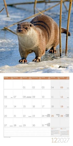 Produktbild: Otter Kalender 2027 - 30x30 - Art12