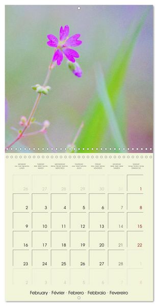 Produktbild: Flowers from dreamland (Wall Calendar 2026 12 &times; 12 Inch) CALVENDO 12 Month Wall Calendar
