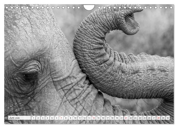 Produktbild: Emotionale Momente: Elefanten in black & white (Wandkalender 2026 DIN A4 quer), CALVENDO Monatskalender