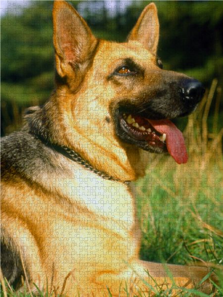 Produktbild: CALVENDO Puzzle Tiere, S&auml;ugetiere, Hunde, Sch&auml;ferhunde, Deutscher Sch&auml;ferhund | 1000 Teile Lege-Gr&ouml;&szlig;e 64x48cm Foto-Puzzle f&uuml;r gl&uuml;ckliche Stunden
