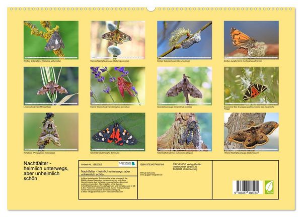 Produktbild: Nachtfalter - heimlich unterwegs, aber unheimlich sch&ouml;n (hochwertiger Premium Wandkalender 2026 DIN A2 quer), Kunstdruck in Hochglanz