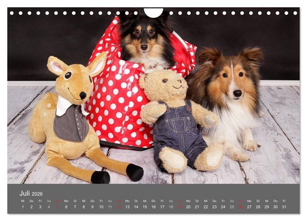 Produktbild: Shelties : Charmeure auf 4 Pfoten (Wandkalender 2026 DIN A4 quer), CALVENDO Monatskalender