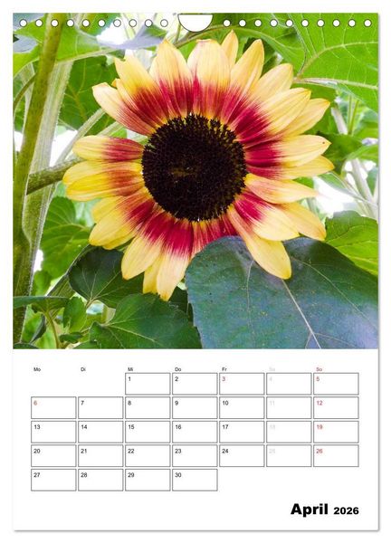 Produktbild: Strahlende Sonnenblumen (Wandkalender 2026 DIN A4 hoch), CALVENDO Monatskalender