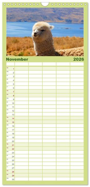 Produktbild: Familienplaner 2026 - Alpakas und Lamas mit 5 Spalten (Wandkalender, 21 x 45 cm) CALVENDO