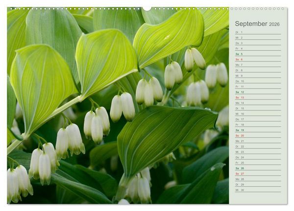 Produktbild: Liebenswerte Gl&ouml;ckchen (Wandkalender 2026 DIN A2 quer), CALVENDO Monatskalender