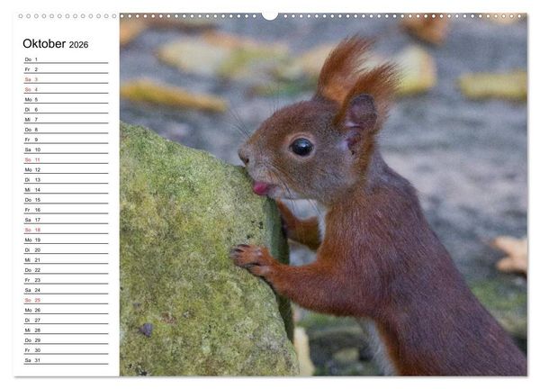 Produktbild: Guck mal, ein Eichh&ouml;rnchen! (hochwertiger Premium Wandkalender 2026 DIN A2 quer), Kunstdruck in Hochglanz