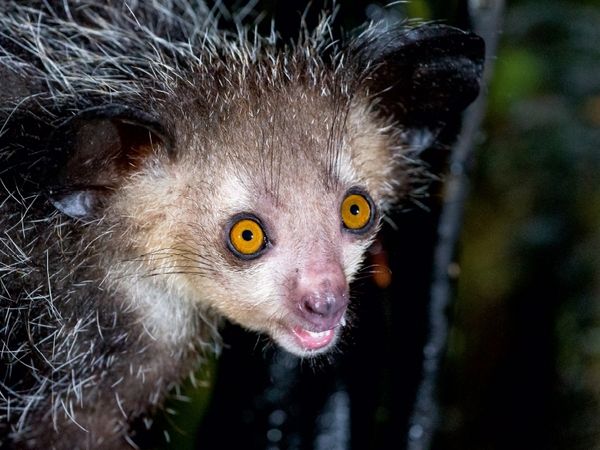 Produktbild: Fingertier (Aye-Aye) (Puzzle)