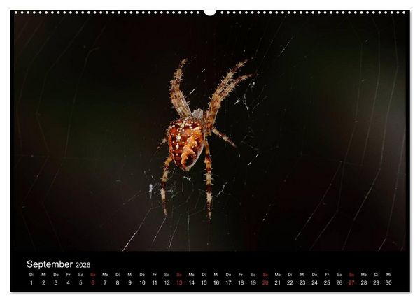 Produktbild: Unsere Spinnen - im Gespr&auml;ch (Wandkalender 2026 DIN A2 quer), CALVENDO Monatskalender