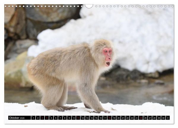 Produktbild: Schneeaffen im Jigokudani Nationalpark (Wandkalender 2026 DIN A3 quer), CALVENDO Monatskalender