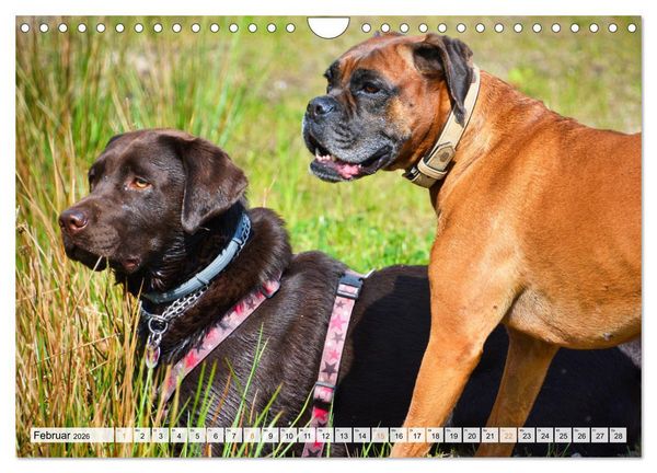 Produktbild: Beste Buddys (Wandkalender 2026 DIN A4 quer), CALVENDO Monatskalender