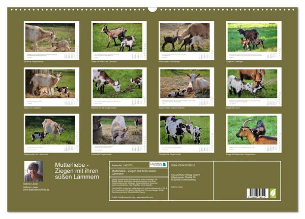 Produktbild: Mutterliebe - Ziegen mit ihren s&uuml;&szlig;en L&auml;mmern (Wandkalender 2026 DIN A2 quer), CALVENDO Monatskalender