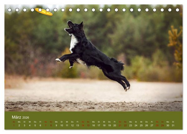 Produktbild: Australian Shepherd - Vielfalt in einer Rasse (Tischkalender 2026 DIN A5 quer), CALVENDO Monatskalender
