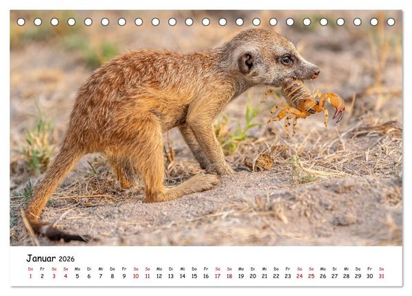 Produktbild: Afrikas kleine Stars (Tischkalender 2026 DIN A5 quer), CALVENDO Monatskalender
