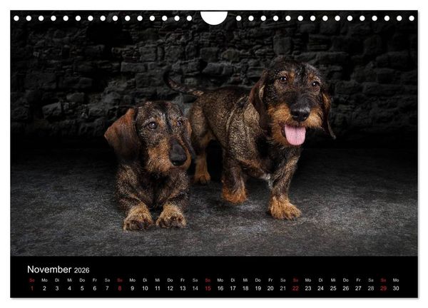 Produktbild: Urban Dogs - Hundekalender der anderen Art (Wandkalender 2026 DIN A4 quer), CALVENDO Monatskalender