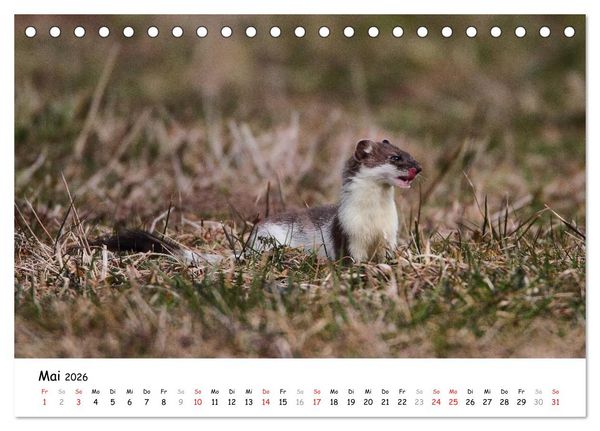 Produktbild: Hermelin - das wieselflinke Raubtier (Tischkalender 2026 DIN A5 quer), CALVENDO Monatskalender