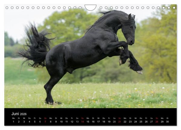 Produktbild: Friesen - Sch&ouml;nheit, Kraft und Eleganz (Wandkalender 2026 DIN A4 quer), CALVENDO Monatskalender