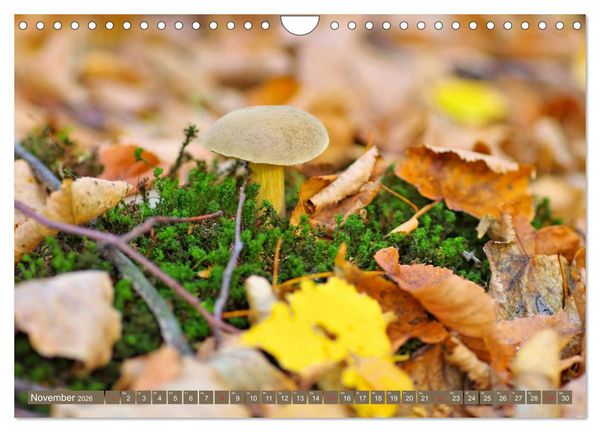 Produktbild: Die bunte Welt der Pilze (Wandkalender 2026 DIN A4 quer), CALVENDO Monatskalender
