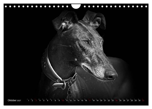 Produktbild: Galgo Espa&ntilde;ol - der spanische Windhund 2027 (Wandkalender 2027 DIN A4 quer), CALVENDO Monatskalender