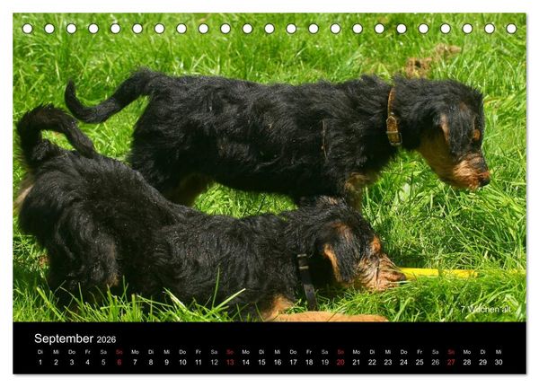 Produktbild: Airedale Terrier Welpen (Tischkalender 2026 DIN A5 quer), CALVENDO Monatskalender