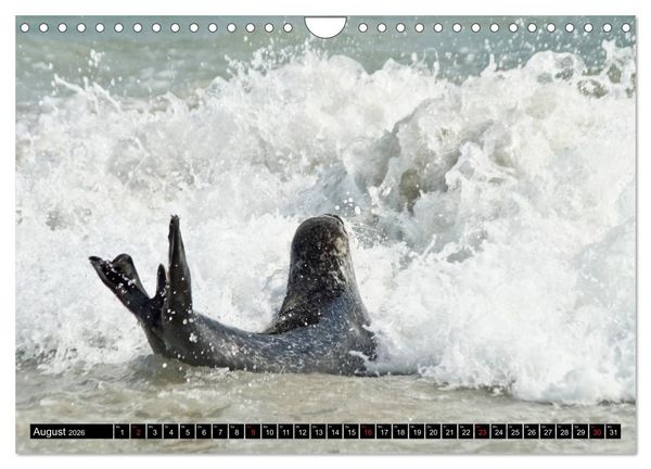 Produktbild: Robben an der Nordsee (Wandkalender 2026 DIN A4 quer), CALVENDO Monatskalender