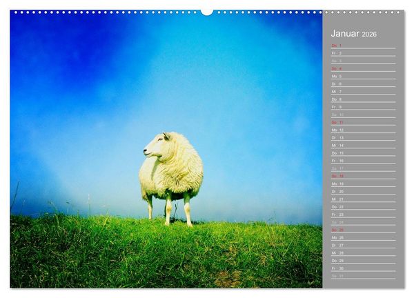 Produktbild: AUF DEM DEICH (Wandkalender 2026 DIN A2 quer), CALVENDO Monatskalender