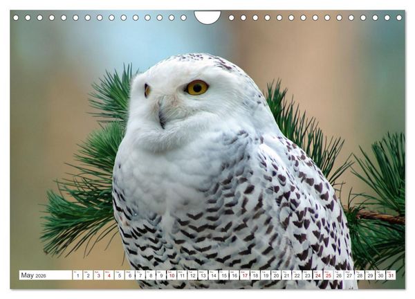 Produktbild: Wildlife of the Tundra (Wall Calendar 2026 DIN A4 landscape), CALVENDO 12 Month Wall Calendar