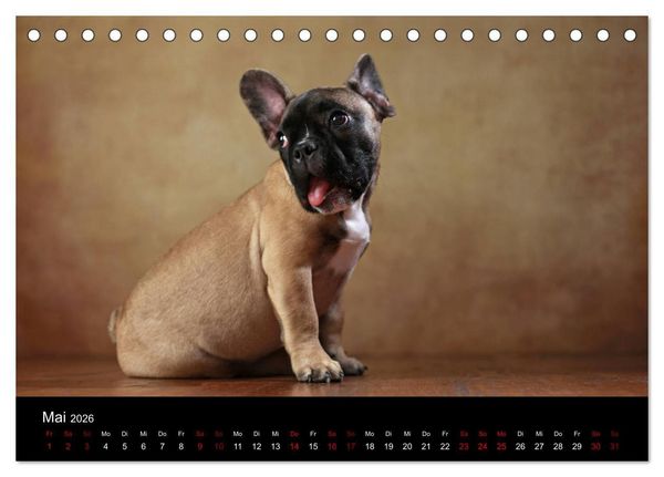 Produktbild: Charme auf vier Pfoten - Franz&ouml;sische Bulldoggen Portraits (Tischkalender 2026 DIN A5 quer), CALVENDO Monatskalender