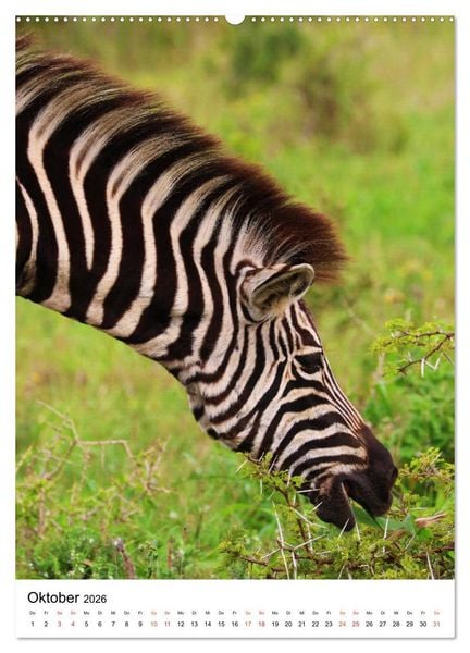 Produktbild: S&Uuml;DAFRIKA Wild-Tiere im Addo Elephant Park (hochwertiger Premium Wandkalender 2026 DIN A2 hoch), Kunstdruck in Hochglanz