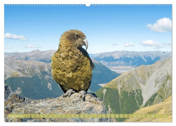 Produktbild: Farbenfrohe Papageien (Wandkalender 2026 DIN A2 quer), CALVENDO Monatskalender