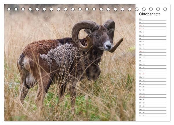 Produktbild: Emotionale Momente: Muffelwild. (Tischkalender 2026 DIN A5 quer), CALVENDO Monatskalender