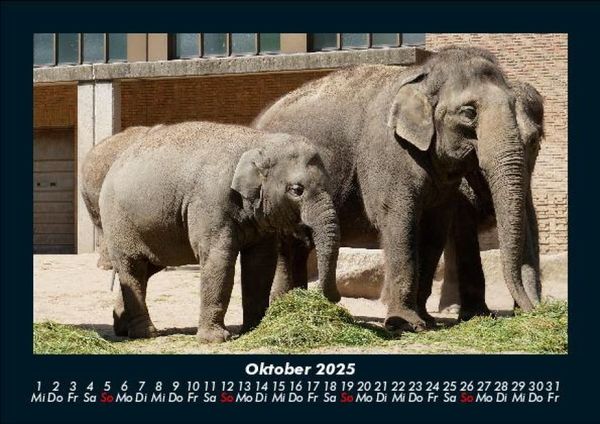 Produktbild: Der Elefantenkalender 2025 Fotokalender DIN A5