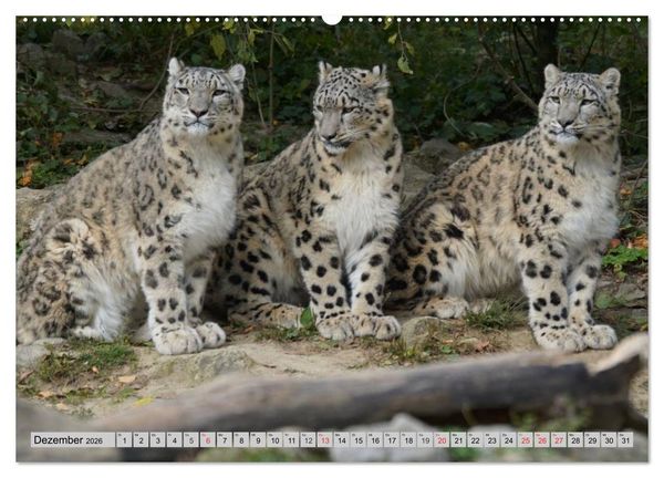 Produktbild: Schneeleoparden. Perfekte Raubkatzen-Sch&ouml;nheiten (hochwertiger Premium Wandkalender 2026 DIN A2 quer), Kunstdruck in Hochglanz