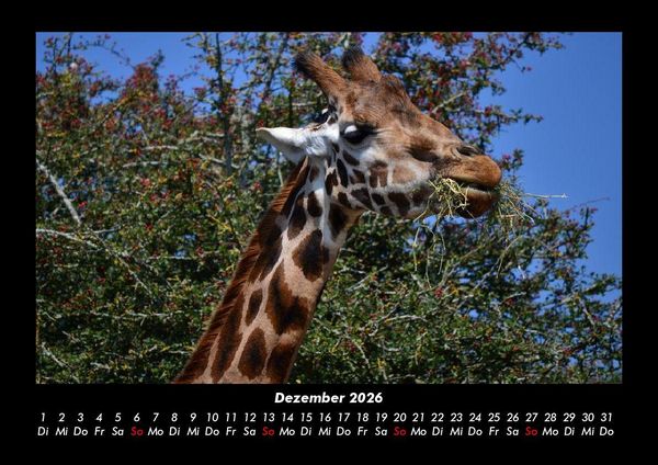 Produktbild: Giraffen 2026 Fotokalender DIN A3