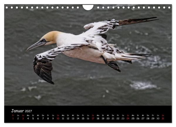 Produktbild: Helgoland und die D&uuml;ne (Wandkalender 2027 DIN A4 quer), CALVENDO Monatskalender