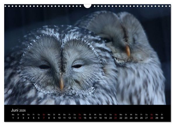 Produktbild: Greifv&ouml;gel (Wandkalender 2026 DIN A3 quer), CALVENDO Monatskalender