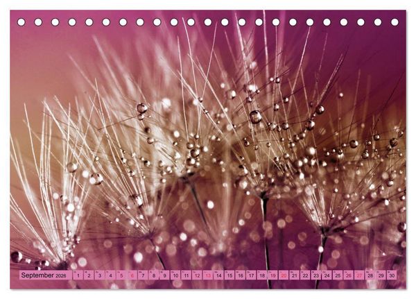Produktbild: Lila - die mystische Farbe (Tischkalender 2026 DIN A5 quer), CALVENDO Monatskalender