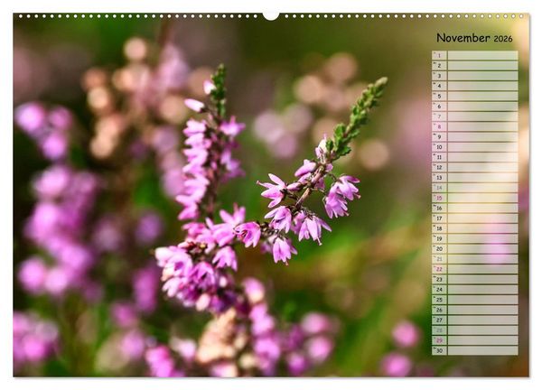 Produktbild: Heidespaziergang (Wandkalender 2026 DIN A2 quer), CALVENDO Monatskalender