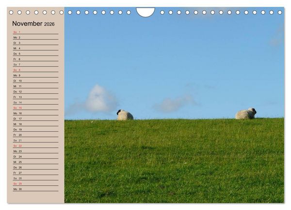 Produktbild: Schafe z&auml;hlen leicht gemacht! (Wandkalender 2026 DIN A4 quer), CALVENDO Monatskalender