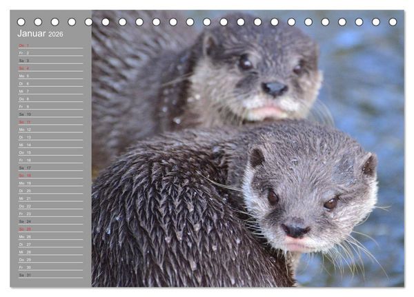 Produktbild: Otter. Frech, laut und clever (Tischkalender 2026 DIN A5 quer), CALVENDO Monatskalender