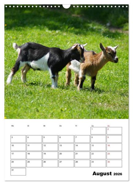 Produktbild: Ziegen Terminplaner (Wandkalender 2026 DIN A3 hoch), CALVENDO Monatskalender