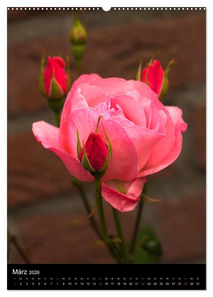 Produktbild: Zauberhafte Rosen (hochwertiger Premium Wandkalender 2026 DIN A2 hoch), Kunstdruck in Hochglanz