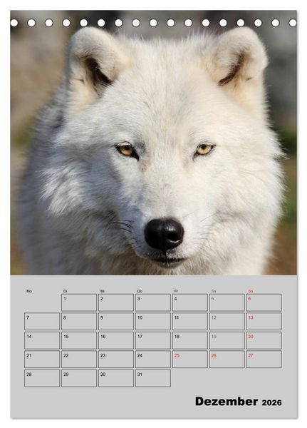 Produktbild: Wolf-Gesichter (Tischkalender 2026 DIN A5 hoch), CALVENDO Monatskalender