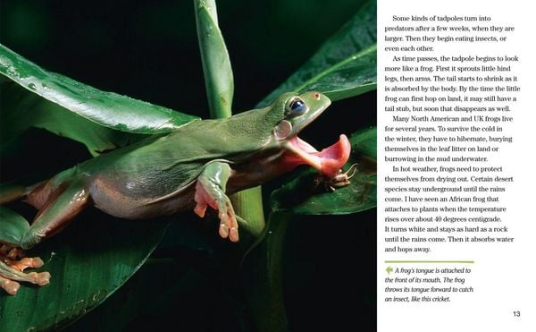 Produktbild: Face to Face with Frogs